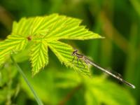 Blaue Federlibelle Weibchen